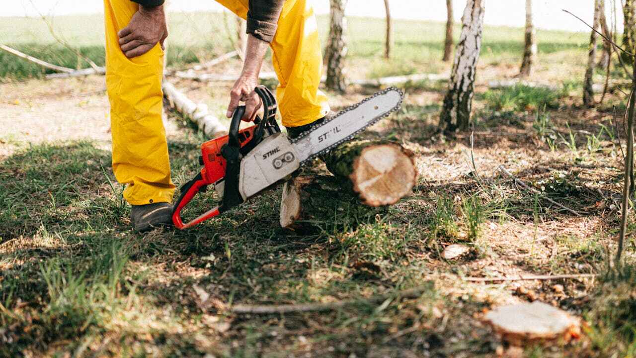 The Steps Involved in Our Tree Care Process in Royal Pines, NC